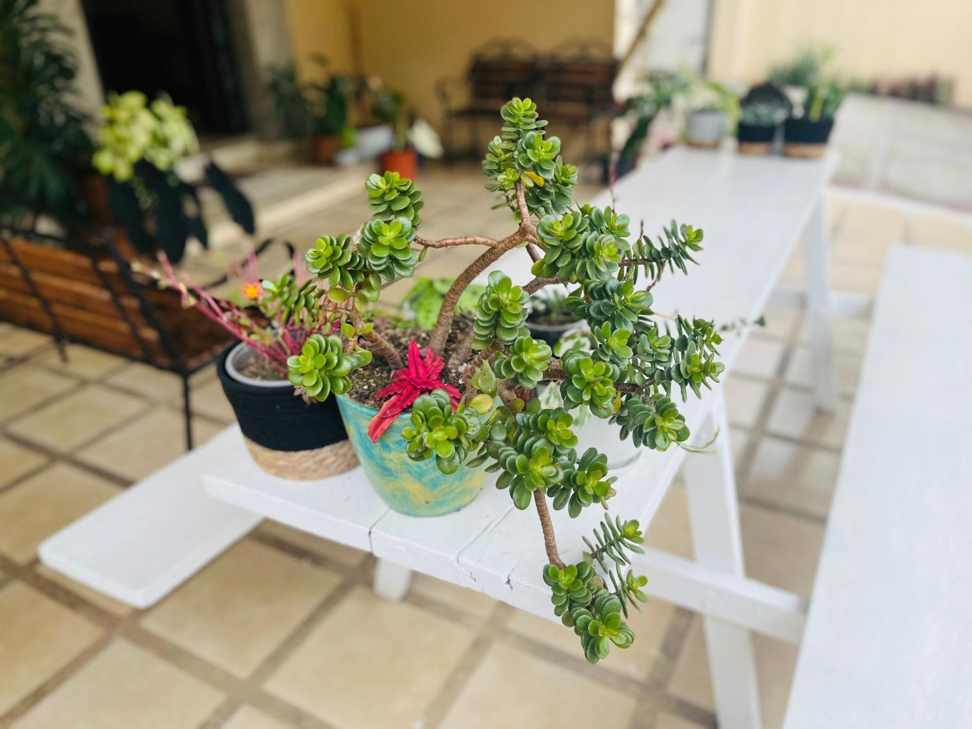אסקזו Ester'S Place מראה חיצוני תמונה